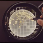 Pharmaceutical microbiologist counting bacterial colonies on an agar plate during microbial enumeration testing