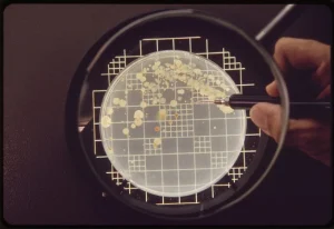 Pharmaceutical microbiologist counting bacterial colonies on an agar plate during microbial enumeration testing