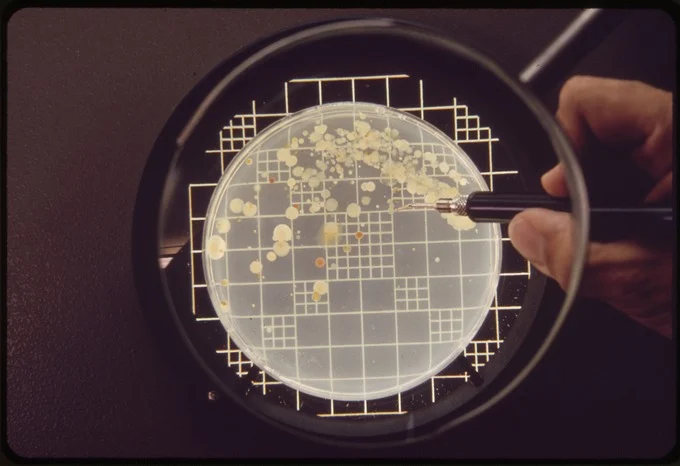 Pharmaceutical microbiologist counting bacterial colonies on an agar plate during microbial enumeration testing